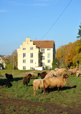 Auerochsen im Josefstal - Landwirtschaft